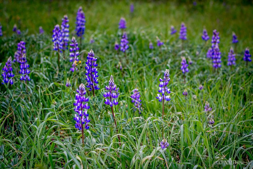Meadow Lupine