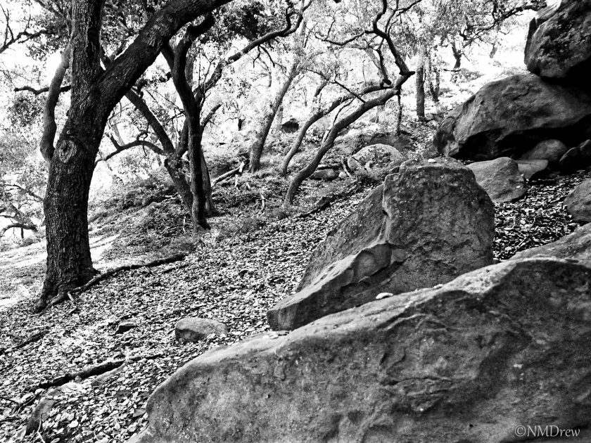 Rocks & Trees (1 of 1)
