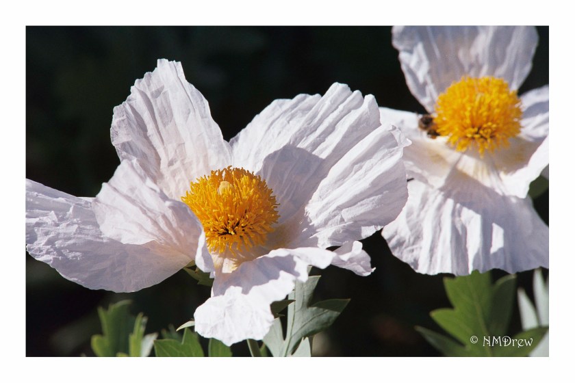Matilija Poppies