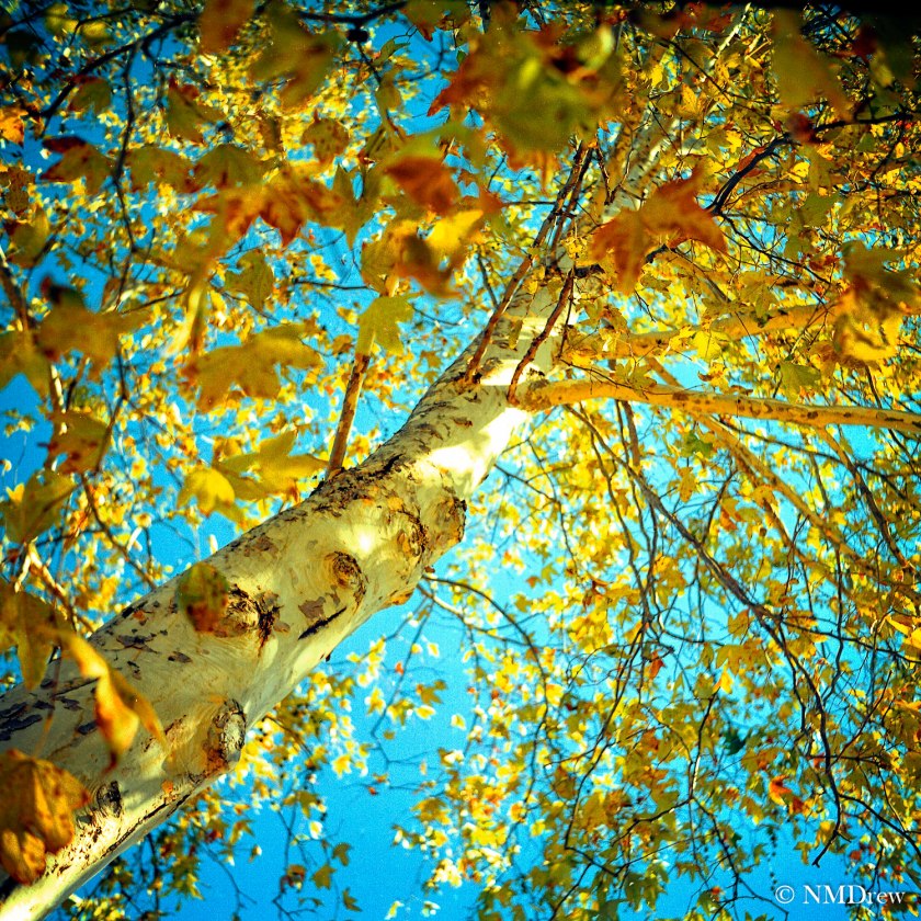 Sycamore and Sky
