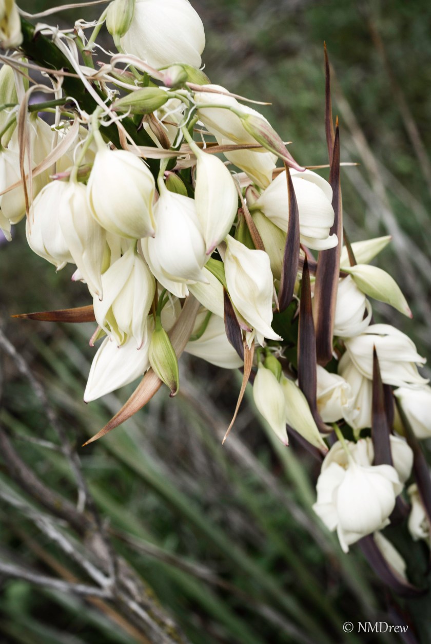 Yucca Bells
