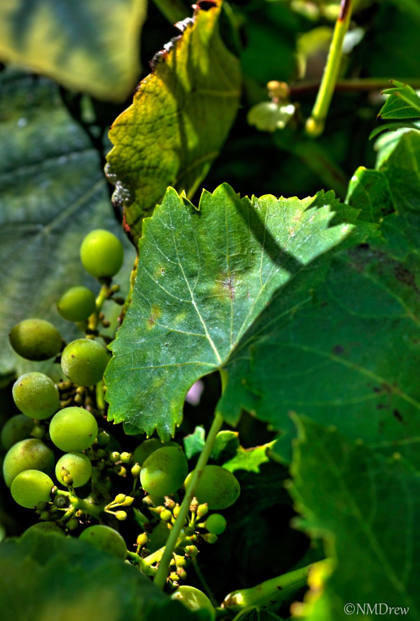 Young Grapes