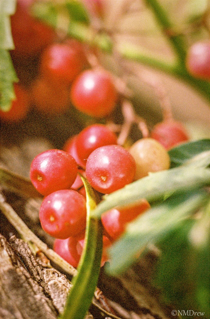 Fruit of the Pepper Tree