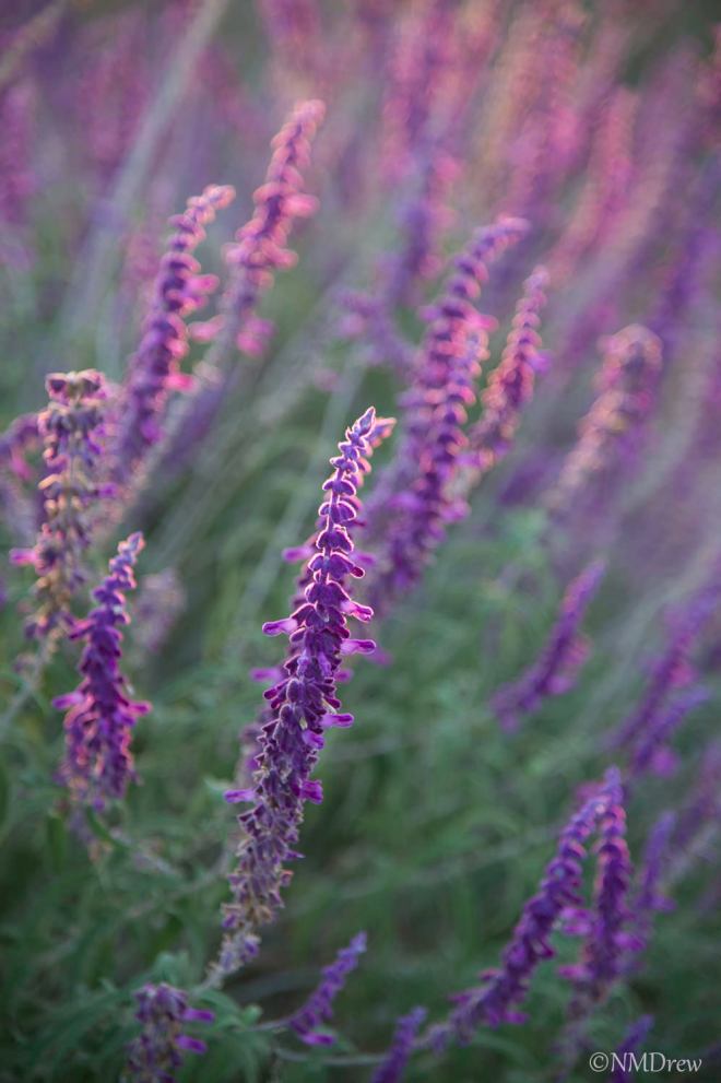 Mexican Sage 