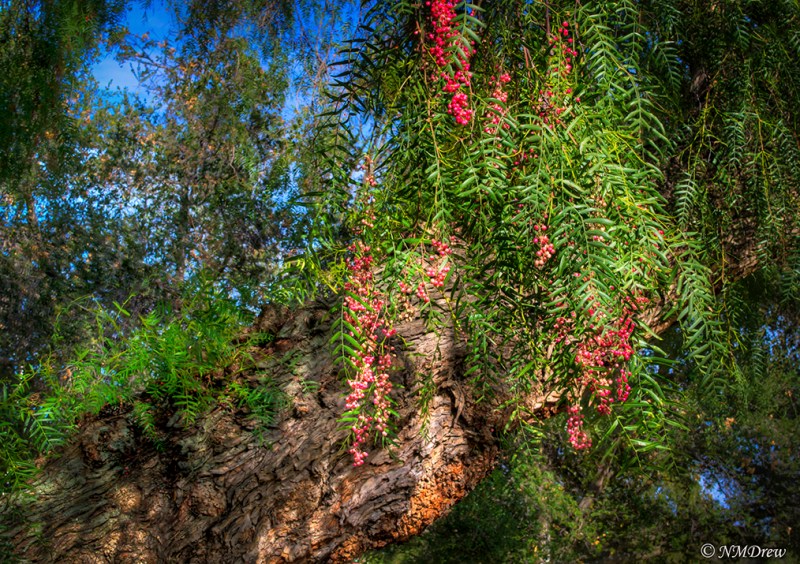 Pepper Tree in the Late Afternoon