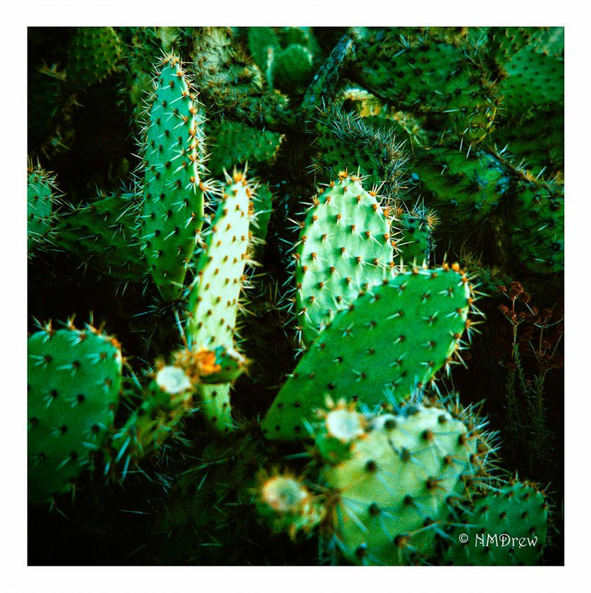 Prickly Pear