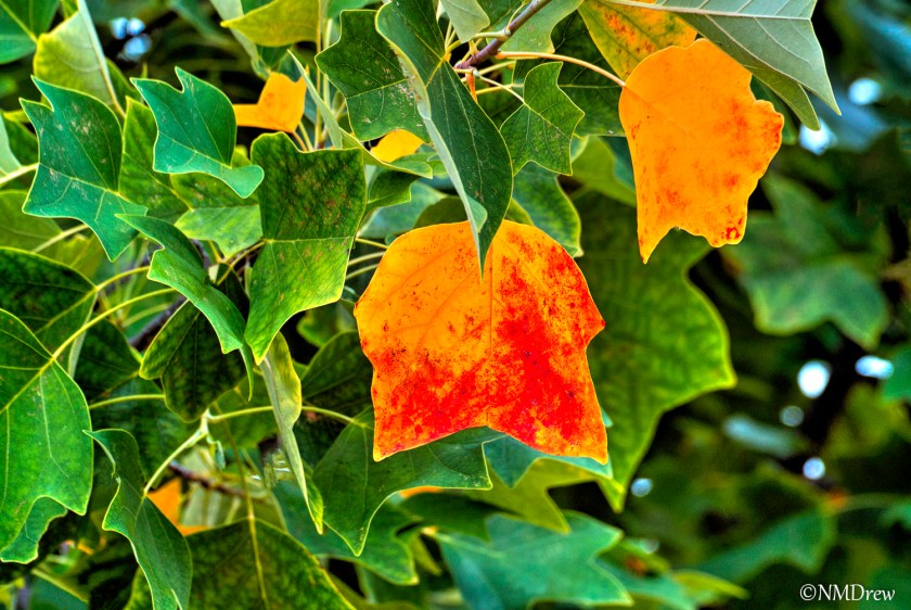 Leaves of the Tulip Tree