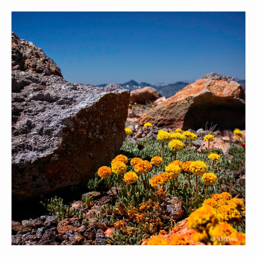 Alpine Flowers on Mammoth Mountain