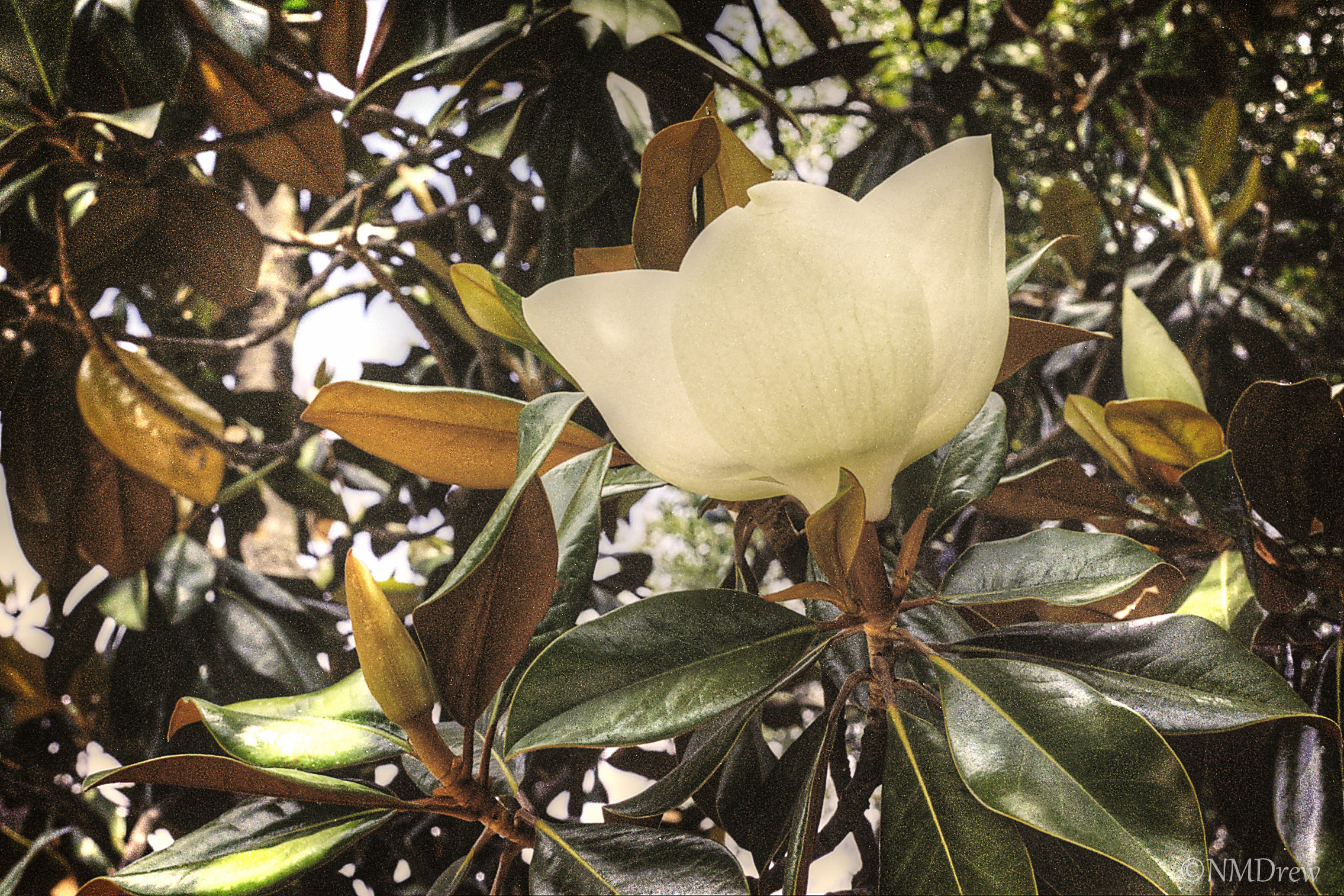 Magnolia