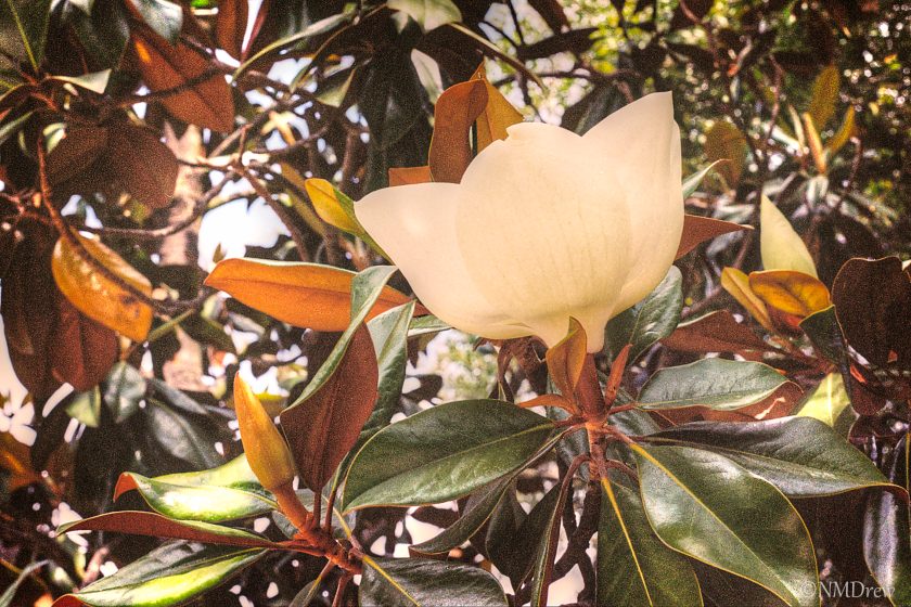 Magnolia