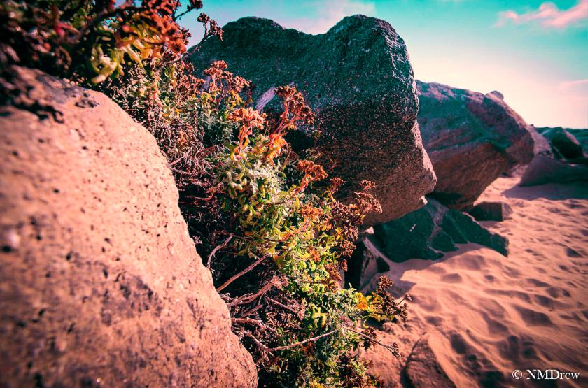 Life Amongst the Sand and Rocks 2a (1 of 1)