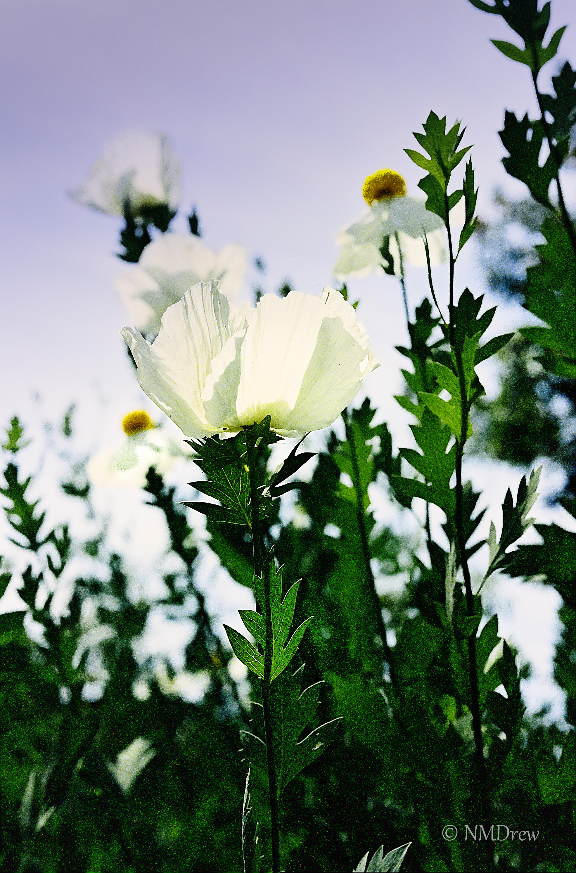Matilija Poppy (1 of 1)