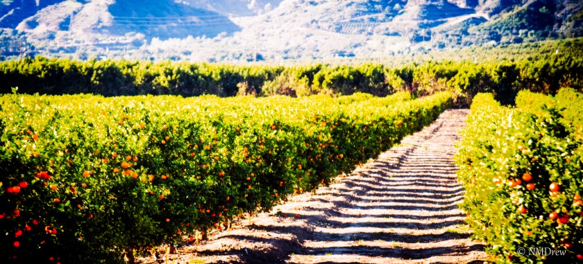 Orange Grove