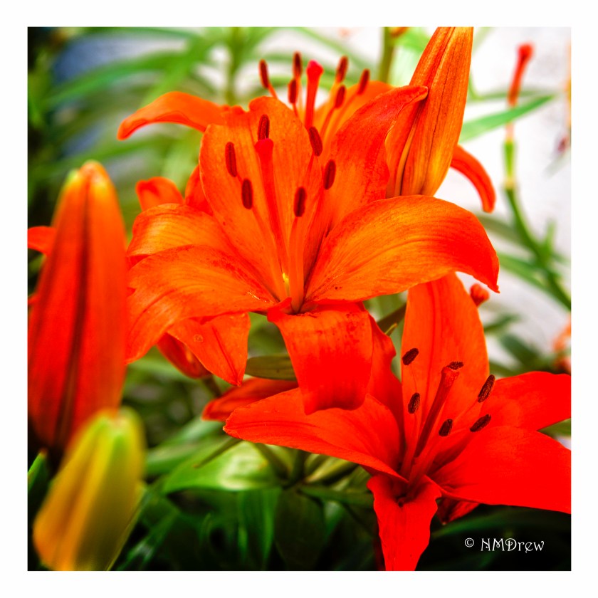 Against the Garden Wall