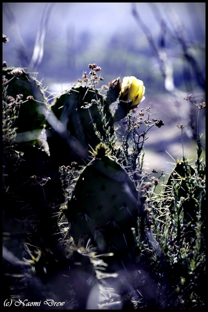 Prickly Pear Flower 
