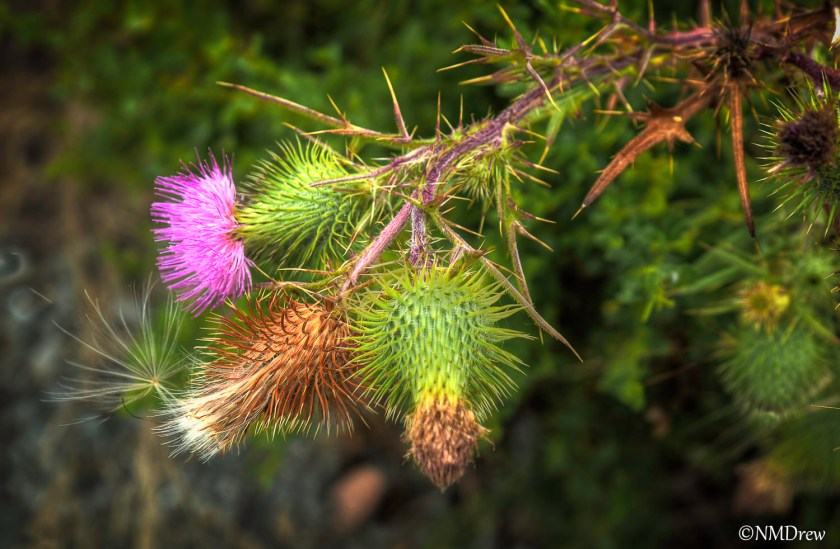 Thistle Bloom & Seed-1